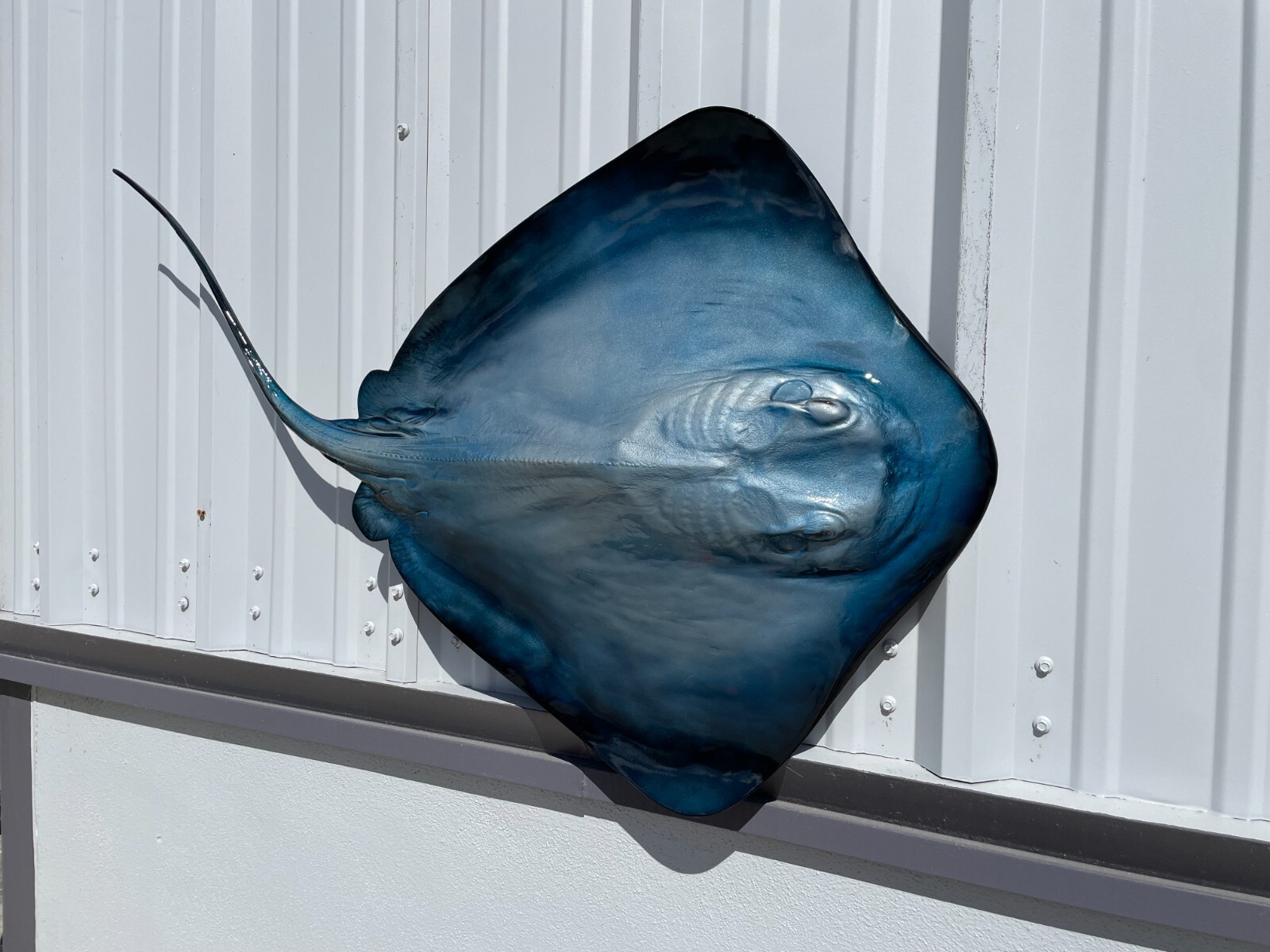 46" Blue Southern Stingray Half Mount - Quick Production gallery