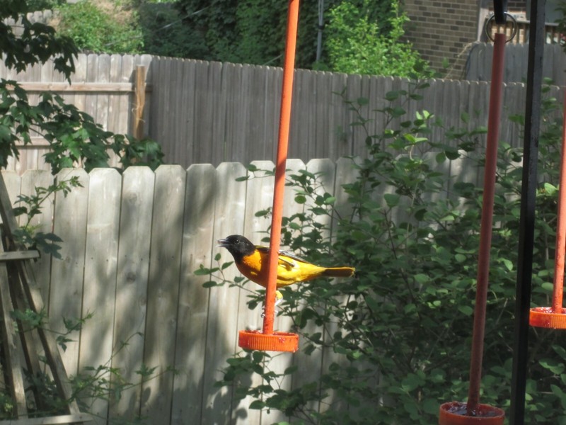 Robin Proof Oriole Feeder.......almost.....read description gallery