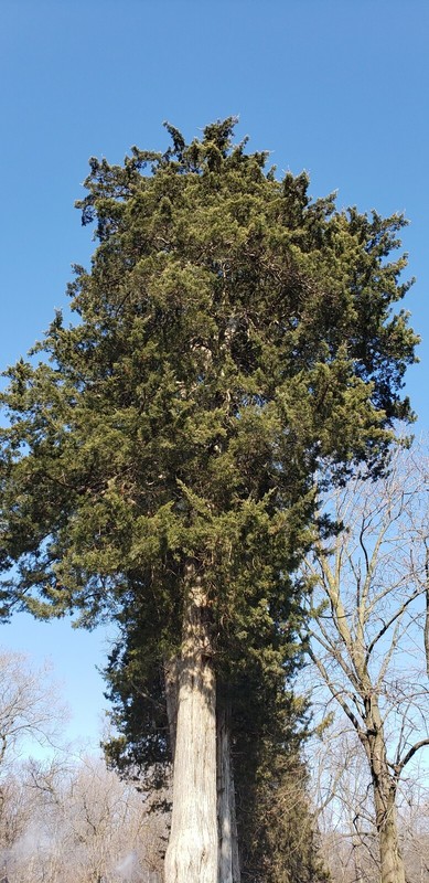 Illinois eastern Red Cedar Tree Seed plant sacred tree of eternal life juniper gallery