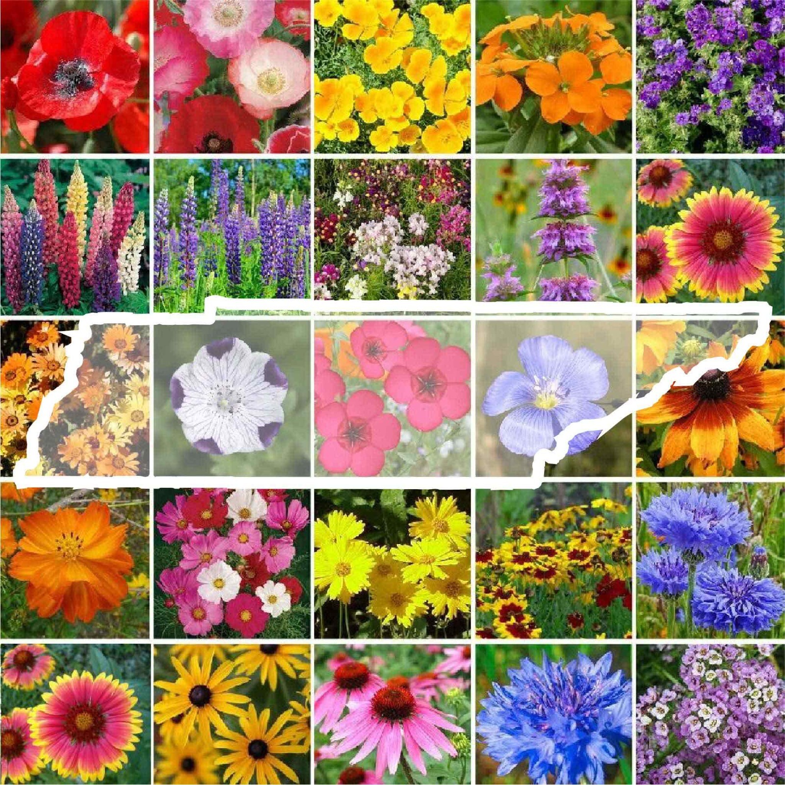 Wildflower TENNESSEE State Mix Perennials &Annuals 24 Flowers Non-GMO 1000 Seeds gallery