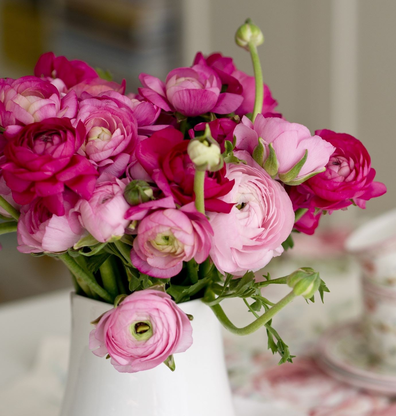 Ranunculus Buttercup Very Berry Collection 30 Bulbs - Spring Blooms in Sun gallery
