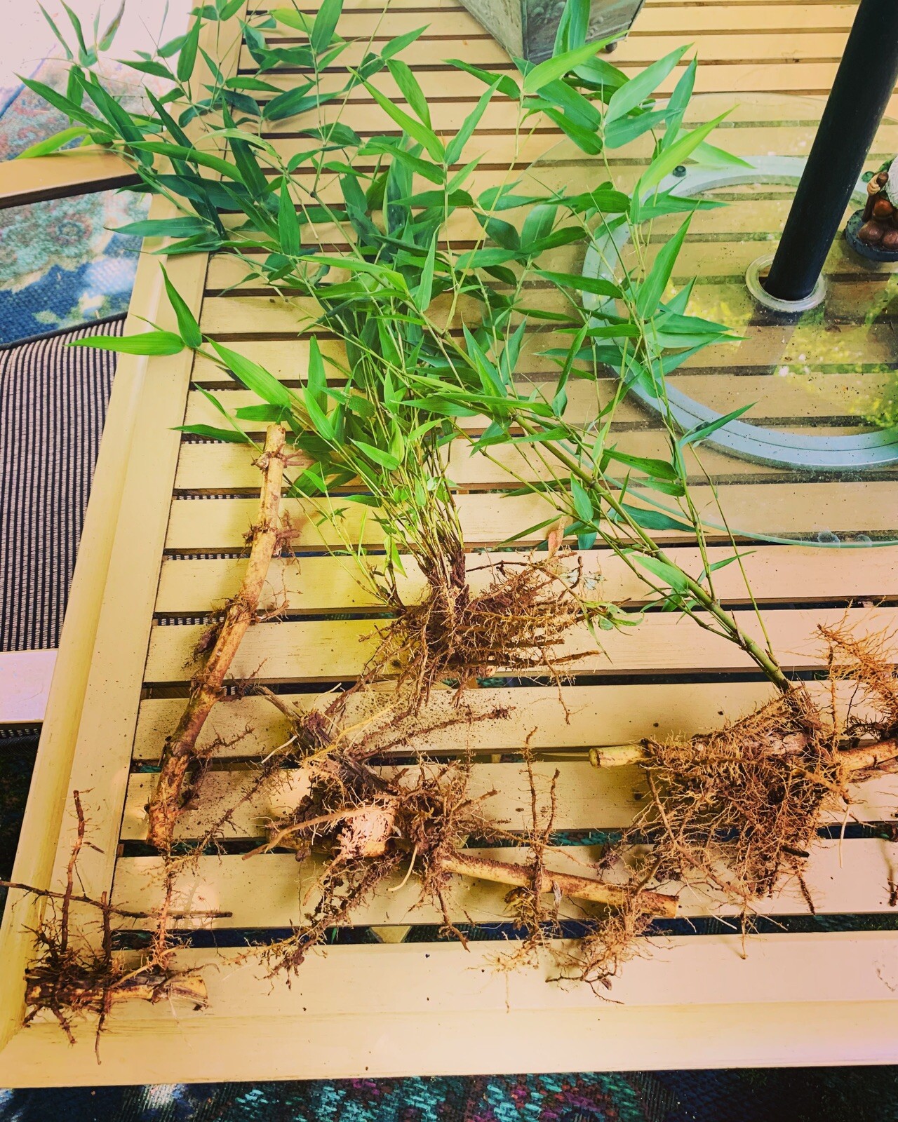 Live Bamboo Rhizome Roots Plants Phyllostachys Aurea gallery