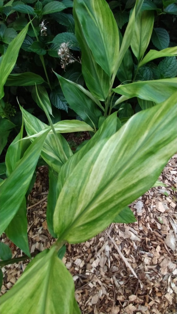 Zingiber Mioga 'Silver Arrow' (Variegated)/Variegated Ginger