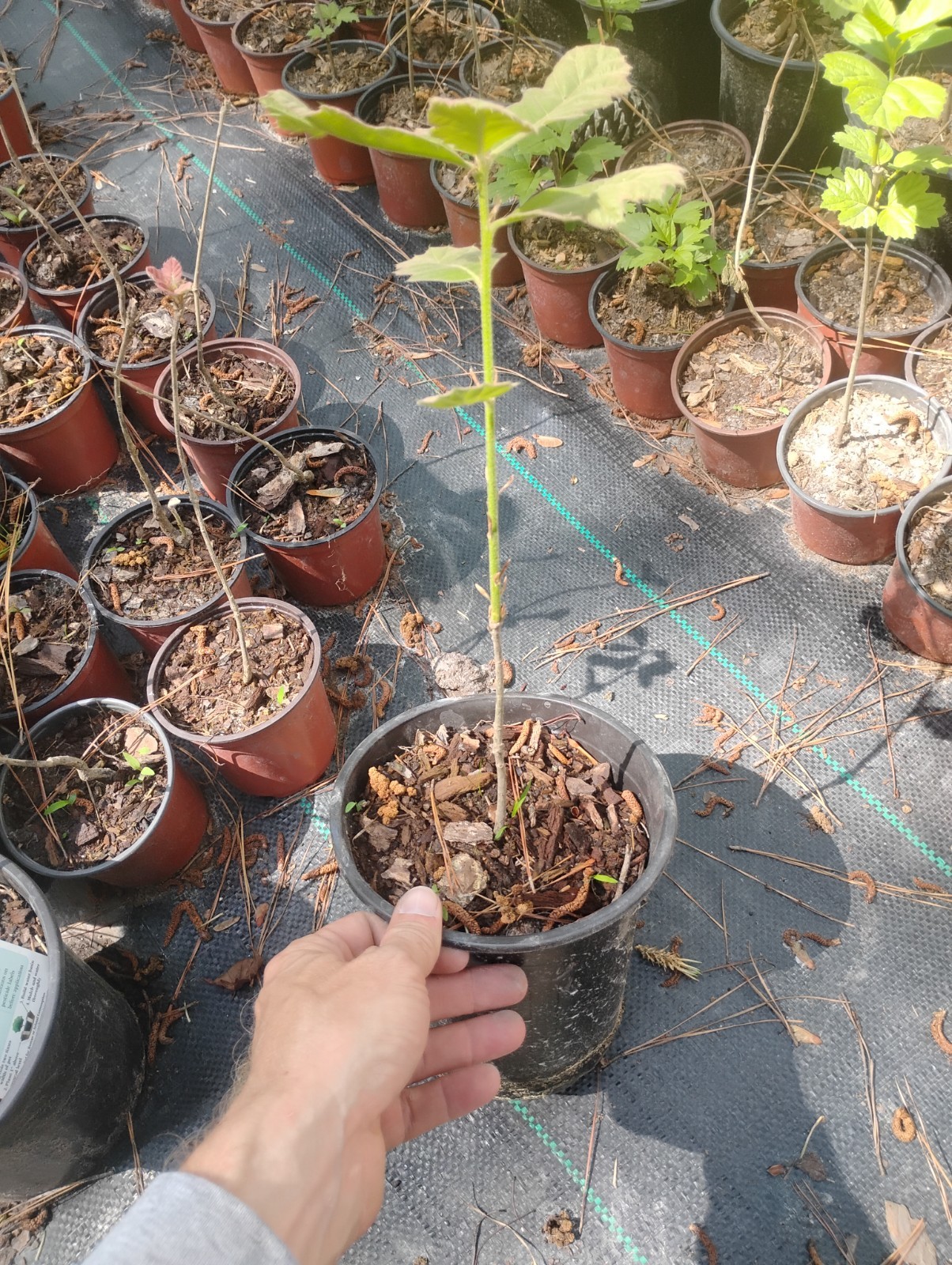 Black Oak Tree, 1 Gallon Pot. gallery