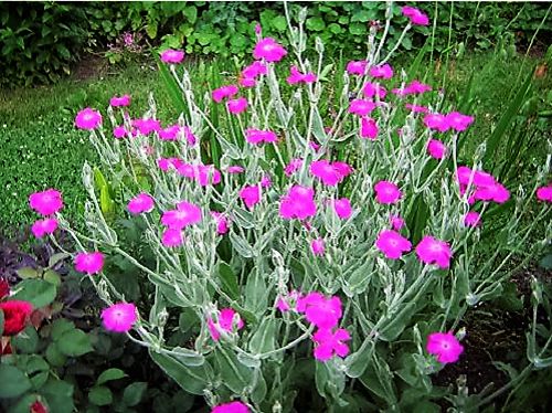 200 Organic ROSE CAMPION Magenta Catchfly Lychnis Silene Coronaria Flower Seeds gallery