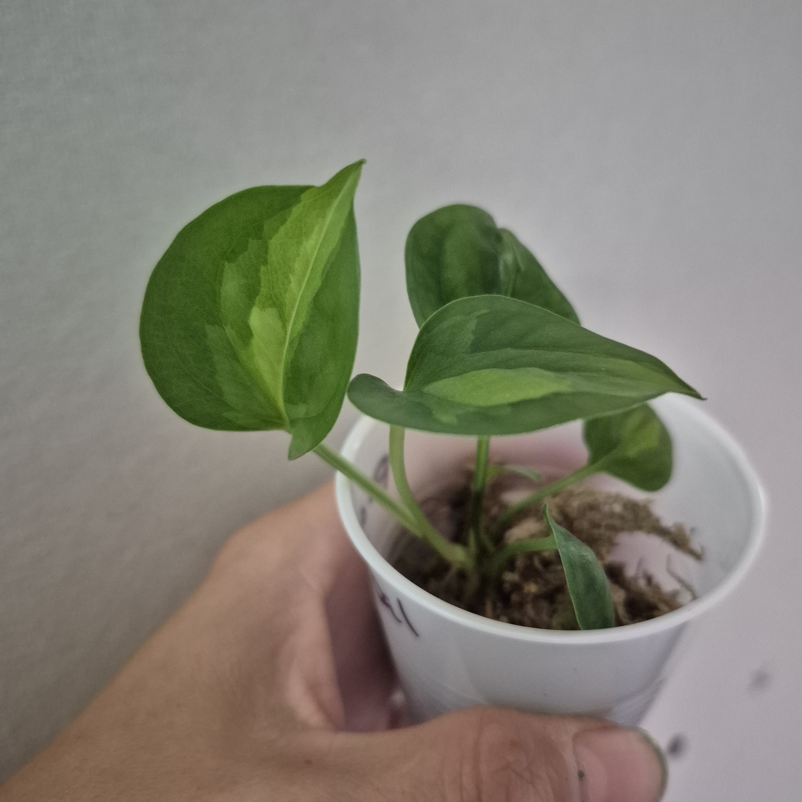 Global Green Pothos - Devils Ivy- Starter Plant Exact Plant 2.5 Inch Cup gallery