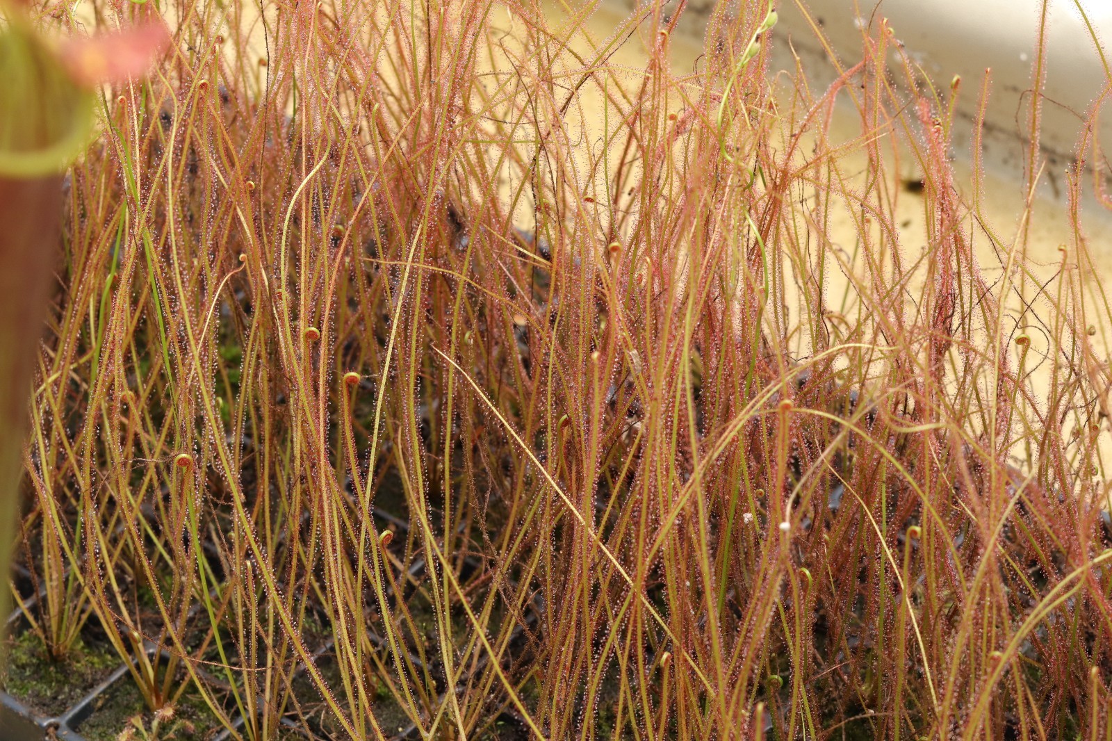 Drosera Filiformis var Floridana RED - Bare Root gallery