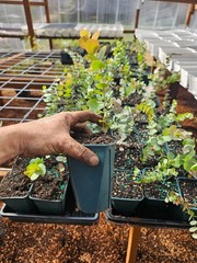 ONE SINGLE large silver dollar eucalyptus tree growing in 6″ pot