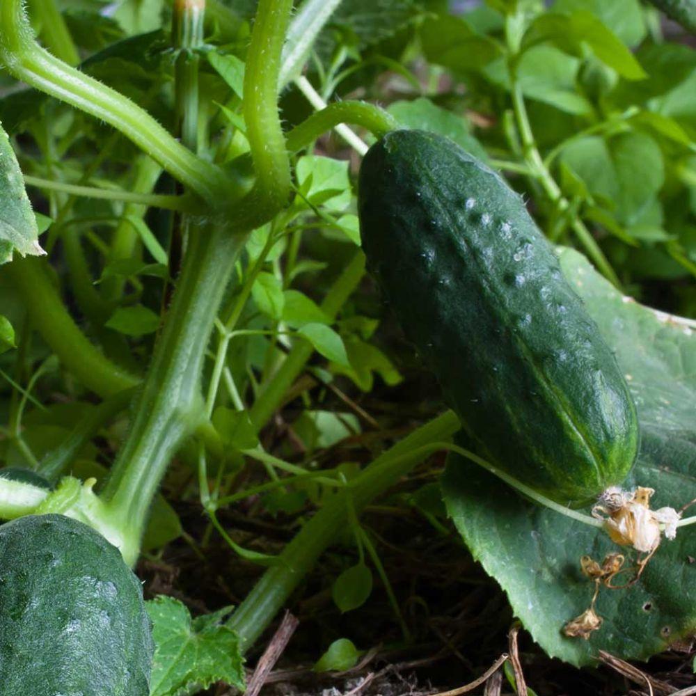 Spacemaster Cucumber Seeds, NON-GMO, Compact Cucumber Plant, FREE SHIPPING gallery