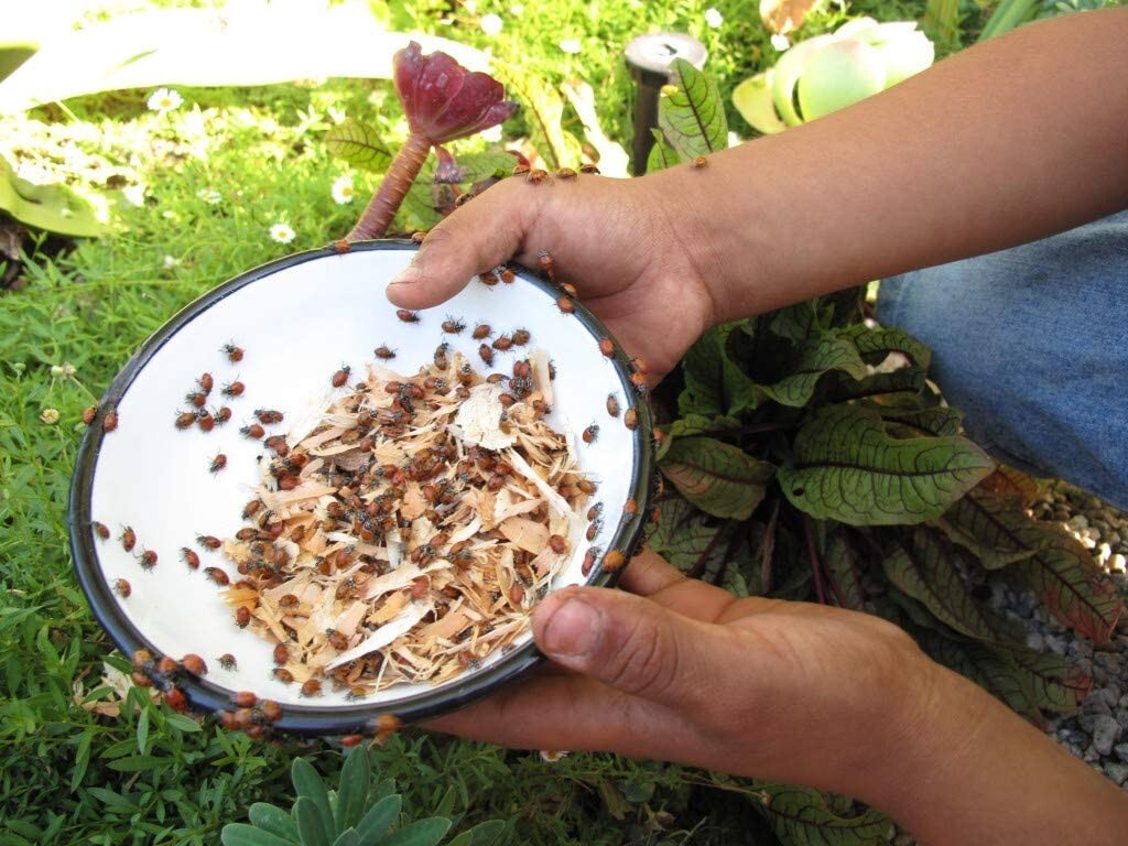 1500 Live Ladybugs for Garden - Good Bugs - Guaranteed Live Delivery! gallery