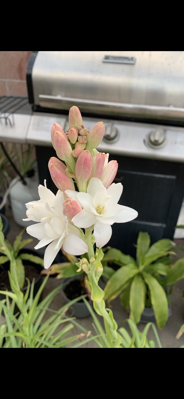 2 Clumps Tuberose, Bulbs 2+Size Small, Rooted &Sprouted Ready To Plant gallery