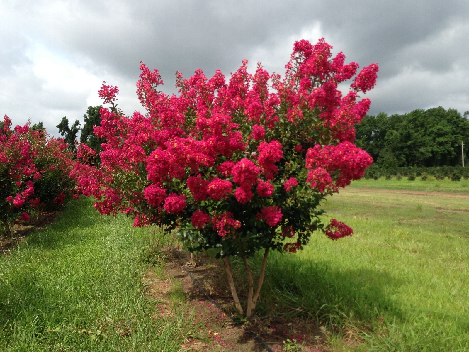 Tonto Fuchsia-Red Crape Myrtle Tree - Live Plant - ( 1 QT ) gallery