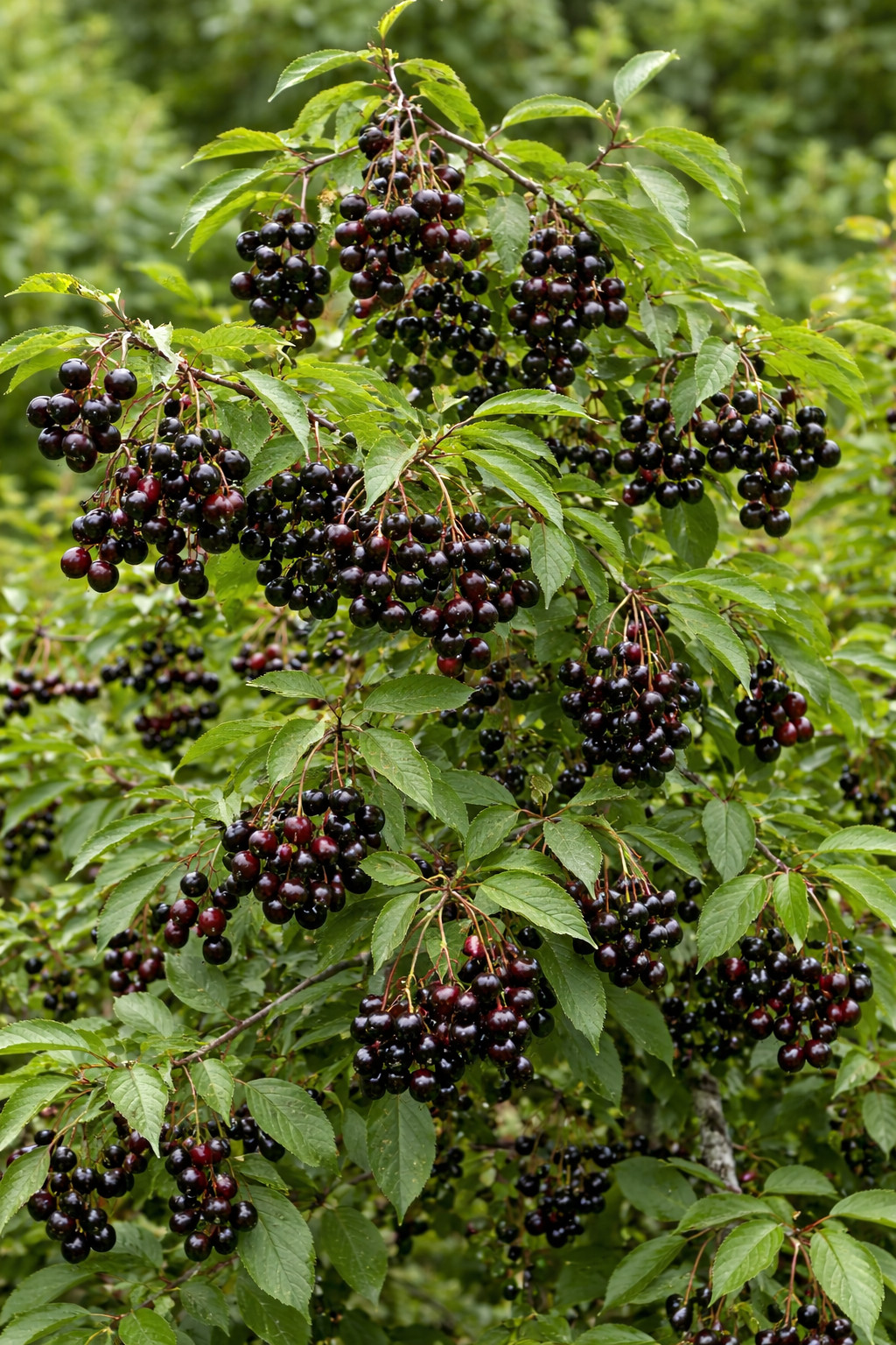 Wild Black Cherry Tree Seedling for Planting, Prunus serotina, (1 Seedling) gallery