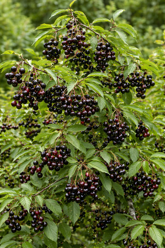 Wild Black Cherry Tree Seedling for Planting, Prunus serotina, (1 Seedling)