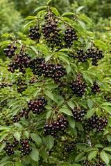 Wild Black Cherry Tree Seedling for Planting, Prunus serotina, (1 Seedling)