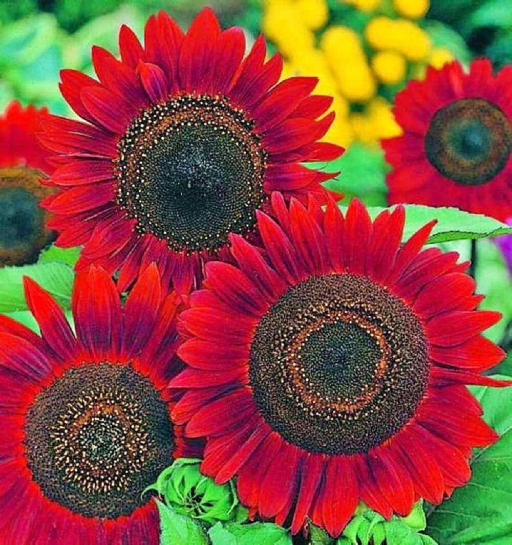 Sunflower Seeds- Vibrant Red Velvet Queen, Heirloom, Free Shipping! gallery