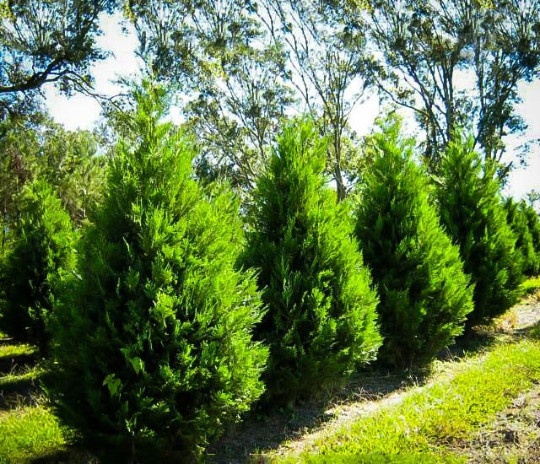 Leyland Cypress tree 2.5" pot gallery