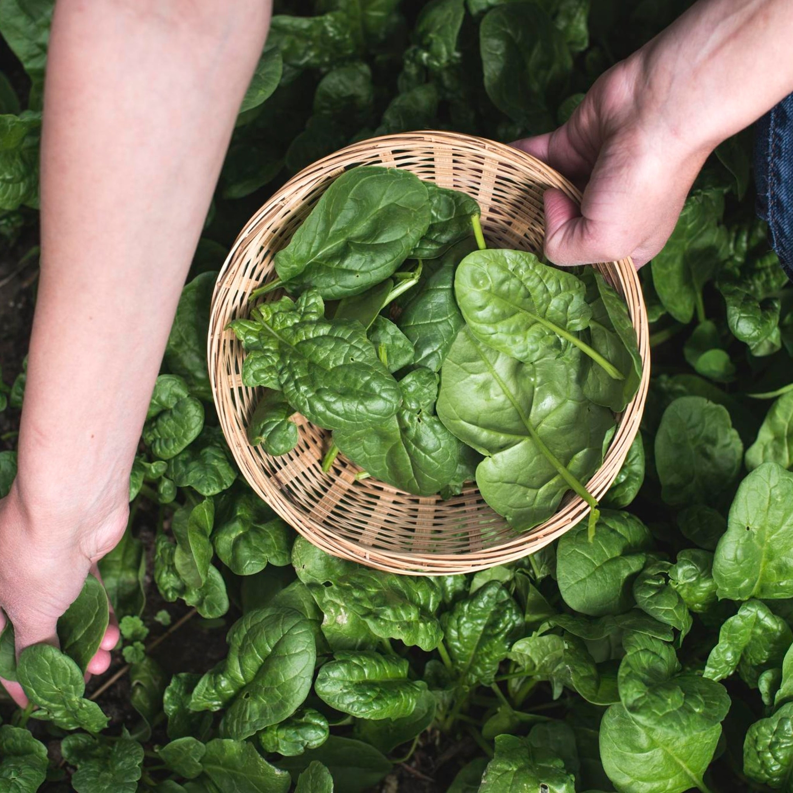 Spinach - Seeds - Organic - Non Gmo - Heirloom Seeds – Vegetable Seeds gallery