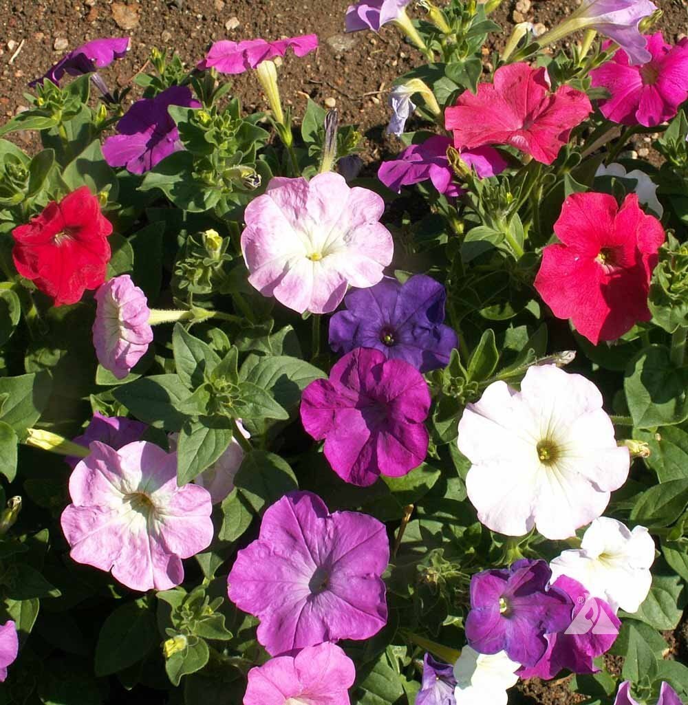 Dwarf Petunia Mix Seeds, Multicolor Mix, Compact, Variety Sizes Sold, FREE SHIP gallery