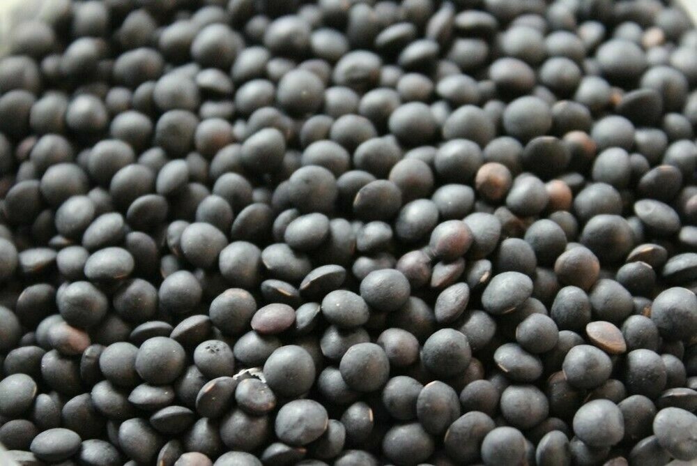BLACK LENTILS BEANS