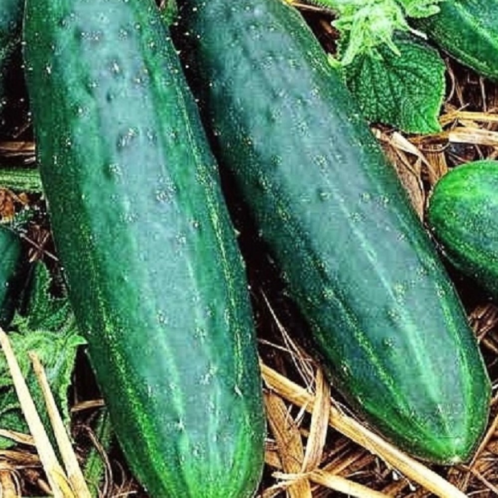 Spacemaster 80 Cucumber Seeds | NON-GMO | Heirloom | Fresh Garden Seeds gallery