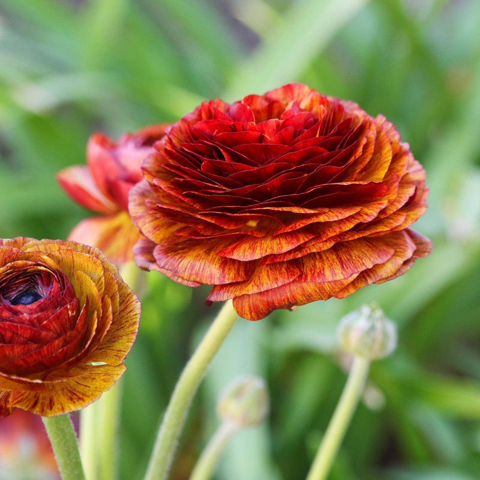 Ranunculus Buttercup Café 10 Flower Bulbs - Spring Multicolor Blooms in Sun gallery