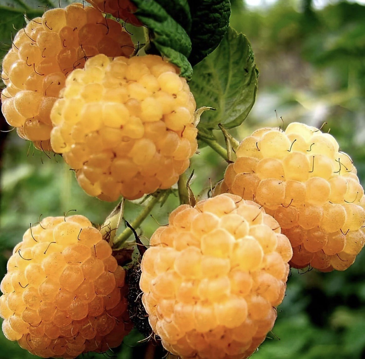 25 Golden Raspberry Seeds Berry Garden Vine Fruit USA Homegrown Edible Medicinal gallery