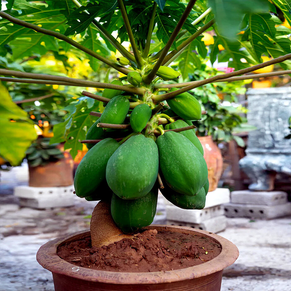 20 "DWARF SOLO WAIMANALO TREE SEEDS" (Carica Papaya) Fast Fruit Houseplant gallery