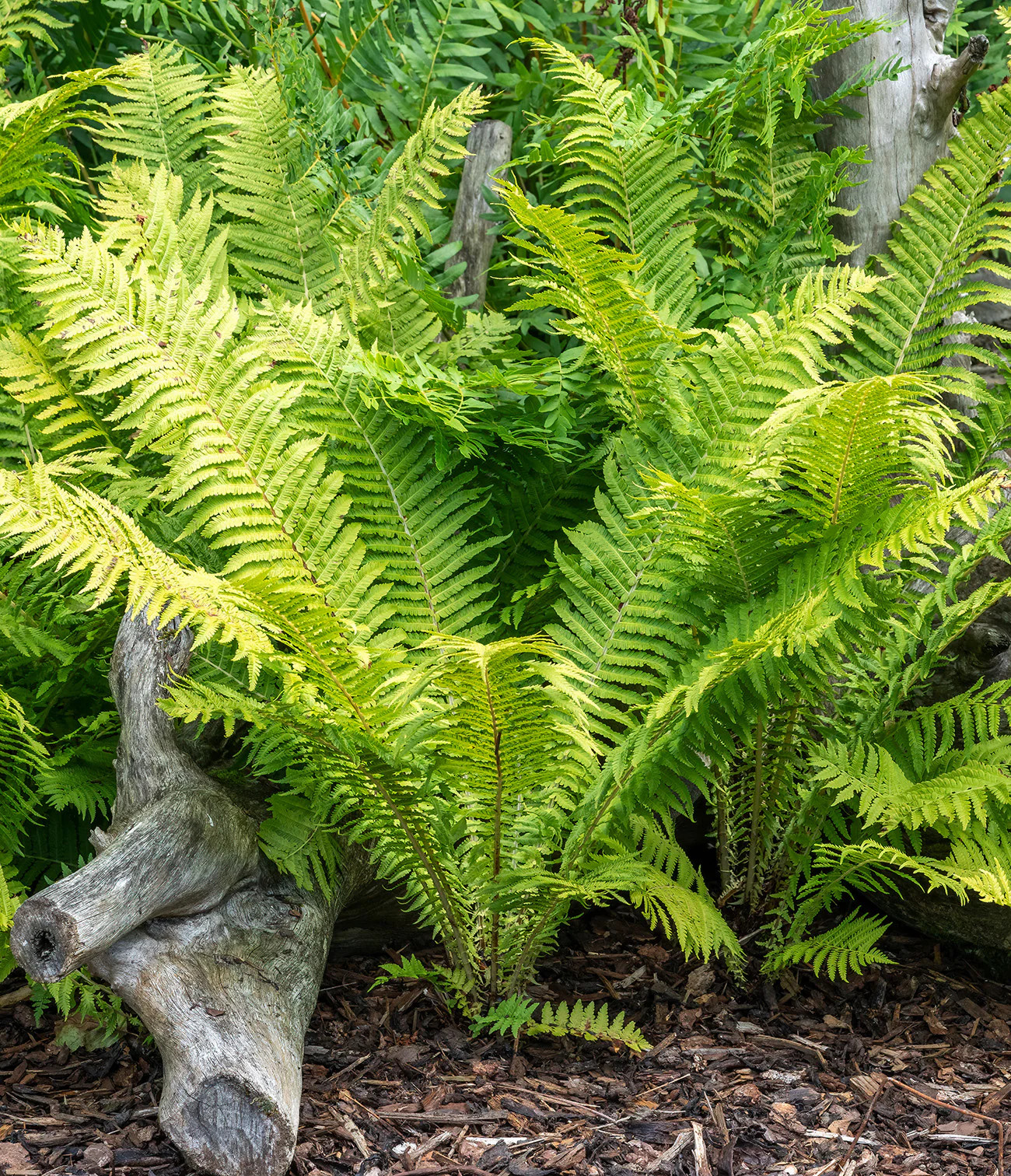 Ostrich Fern - 3 root divisions gallery
