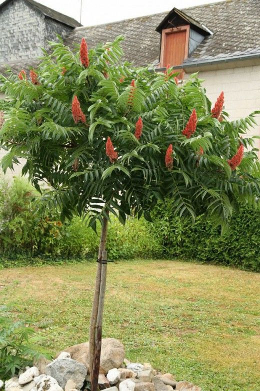 Winged Sumac Rhus Glabra 30+ Seeds gallery
