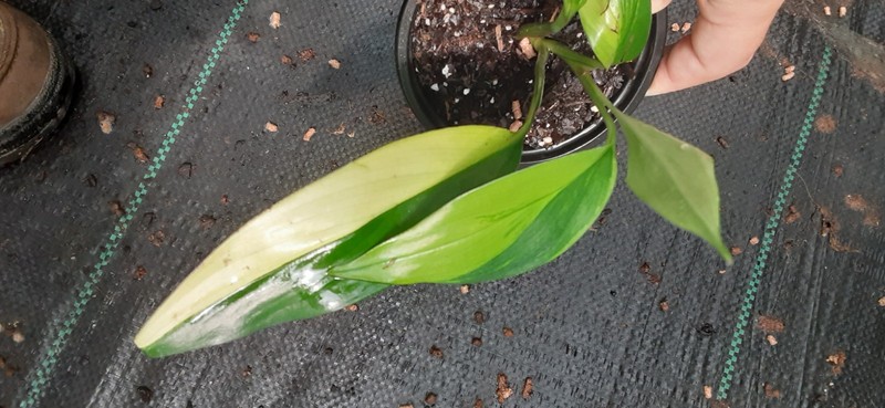 1 Rare Variegated Silver Streak Pothos Live Rooted Starter Plant- READ LISTING gallery