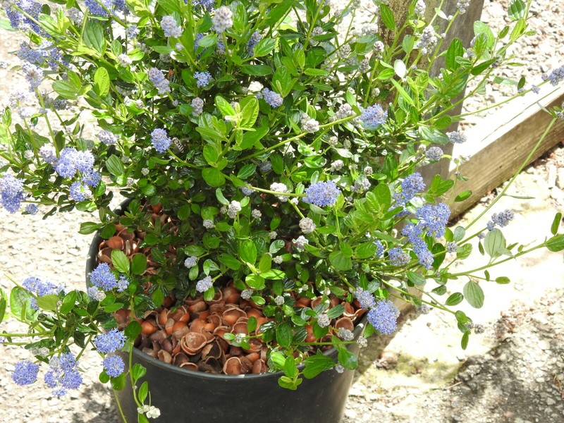 Hazel Shell Mulch - Amendment Product - 1.5 CF - 25 lbs. gallery