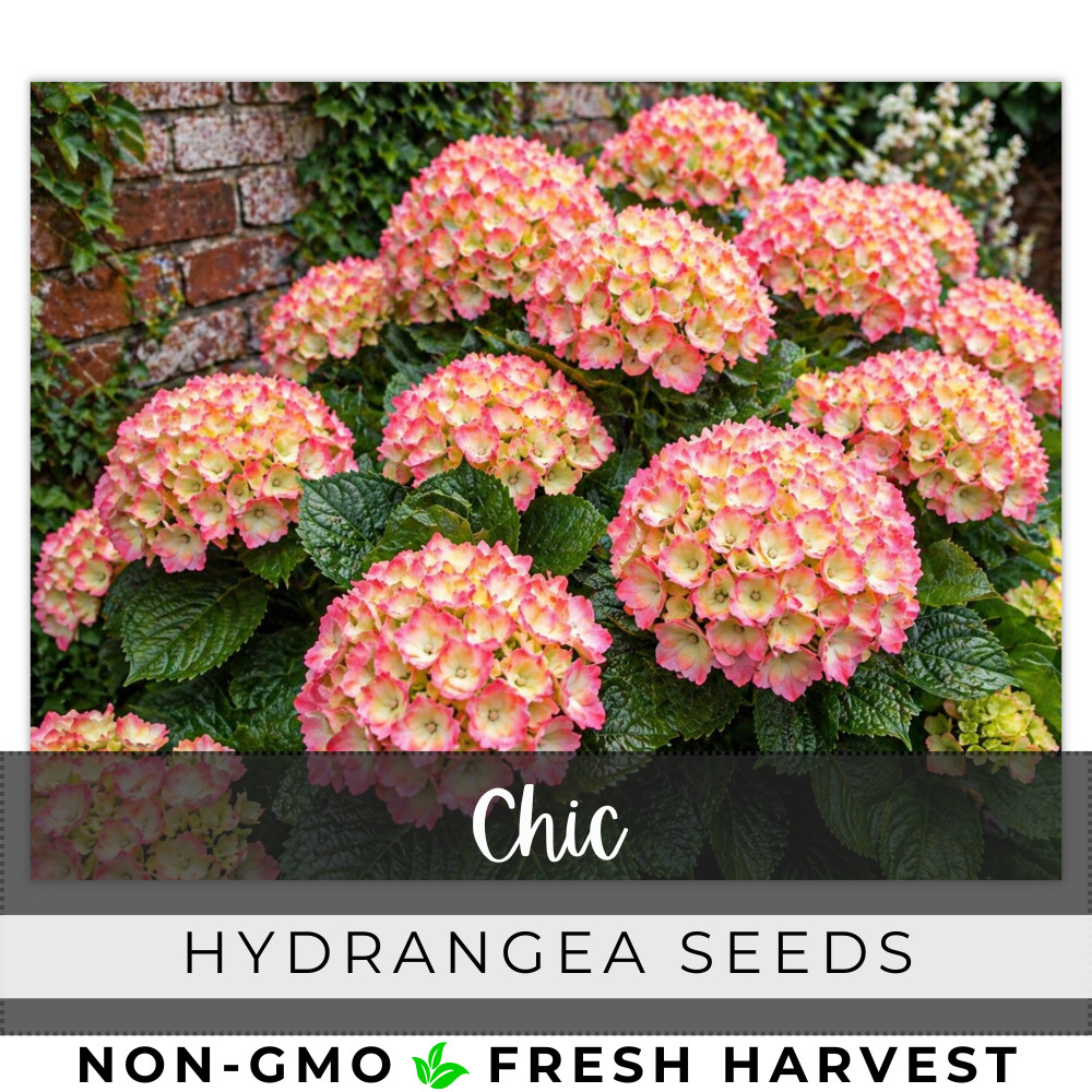Chic Hydrangea Seeds 150 Seeds Flower, Flower Seeds, Non GMO gallery