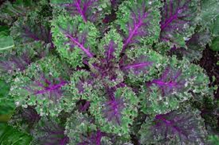Premium Red Russian Kale - Fresh Organic Heirloom Seeds - Very Tender and Mild! gallery