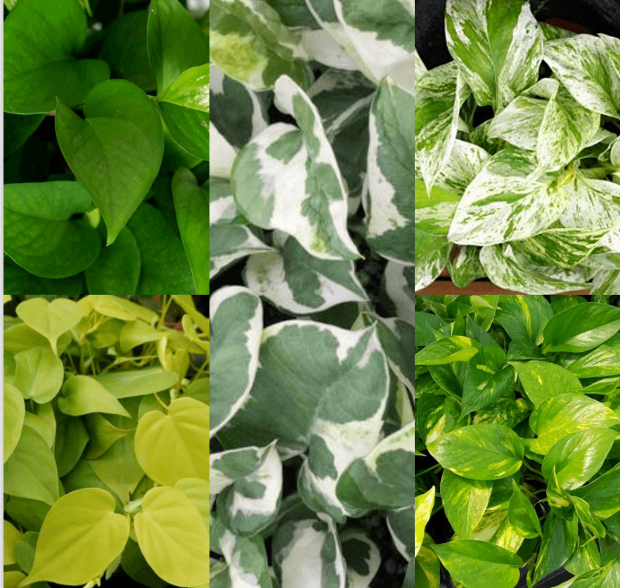 20 Cuttings 4type Marble Queen Snow , Golden , Green , Neon pothos live plant gallery