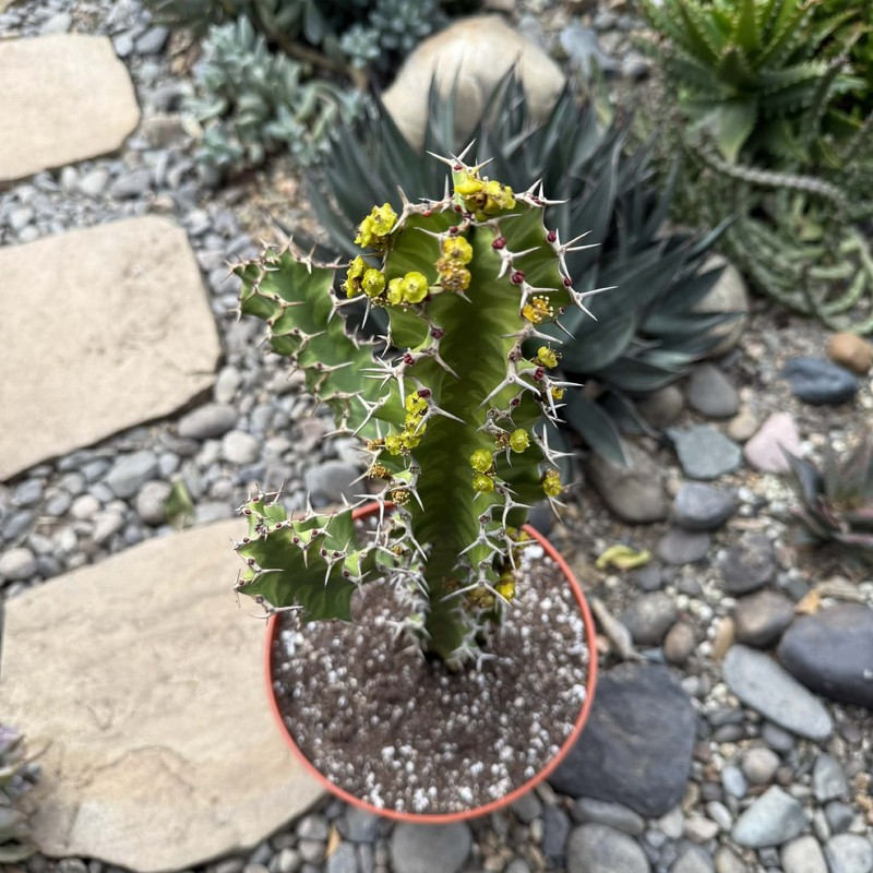 Euphorbia pseudocactus 'Zig Zag' gallery