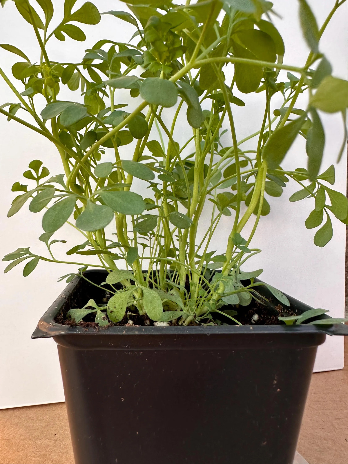 Live Rue Plant Starter Clump, Multiple Seedlings, Ready to Transplant gallery