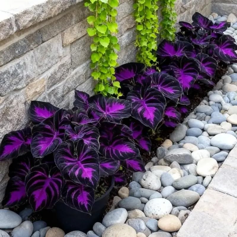 308 Hosta Seeds for Planting – Rare Perennial Shade Plants, Lush Purple gallery