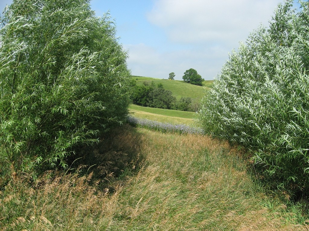 5 Hybrid Aussie Willow Trees - Fast Growing Privacy and Shade - Easy to Grow gallery