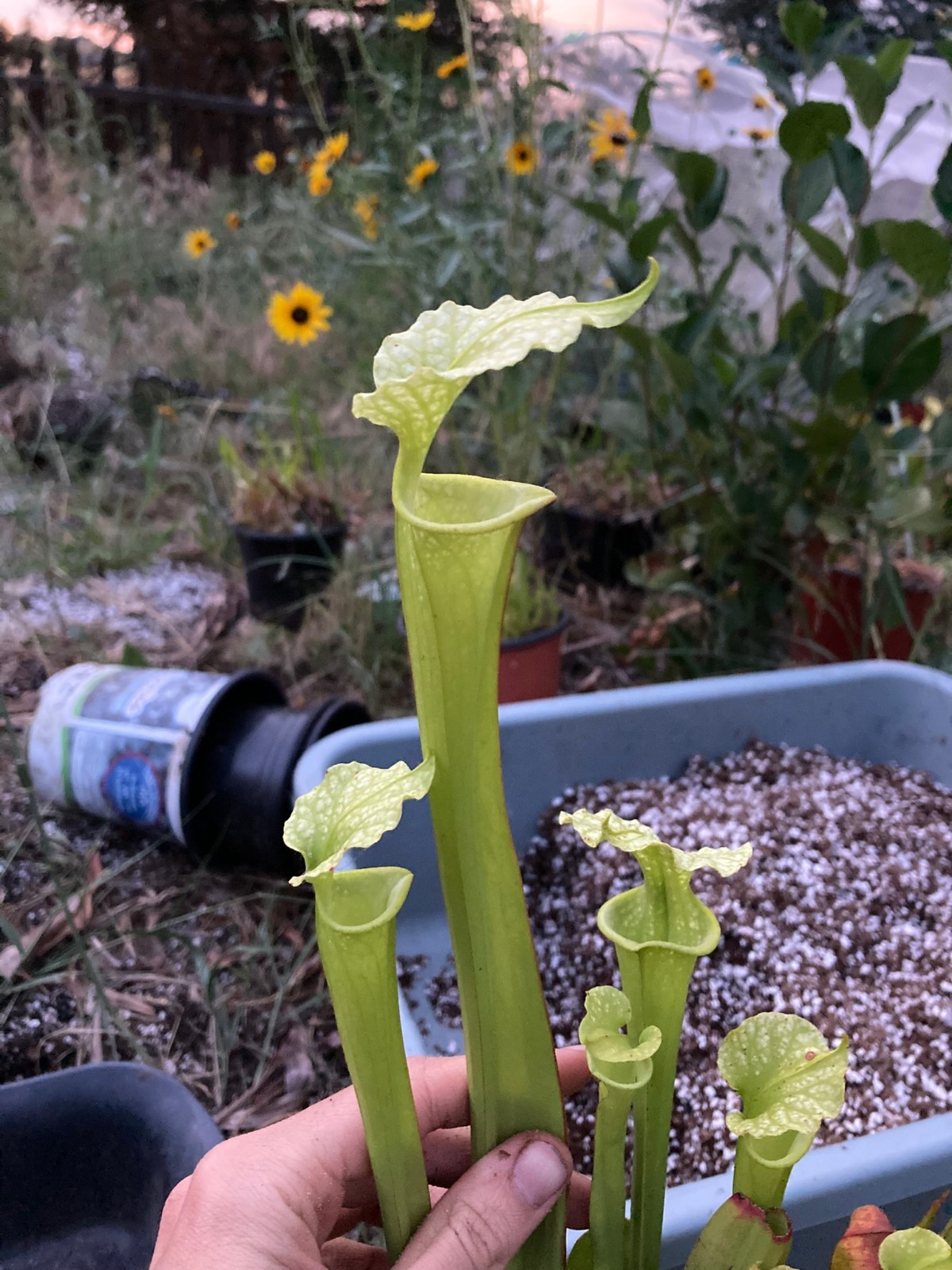 Sarracenia leucophylla "Giant Autumn Pitchers, CK" x flava "Pastel" -HC B Plant gallery