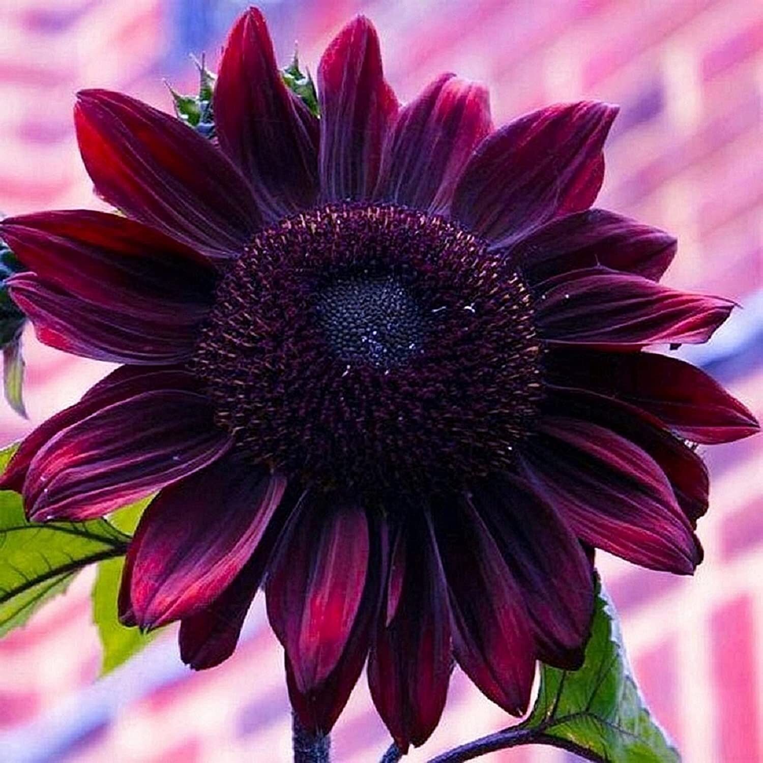 Sunflower Seeds Grow Purple Chocolate Cherry Sun Flowers Full Instructions gallery